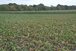 Verdrogende suikerbieten