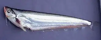 Belodontichthys truncatus