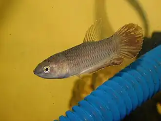 Betta picta
