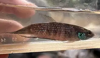 Betta stigmosa