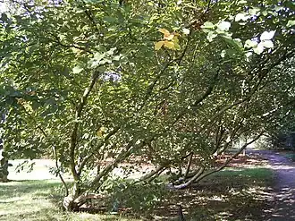 Transkaukasische berk