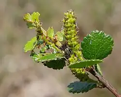 Dwergberk (Betula nana)