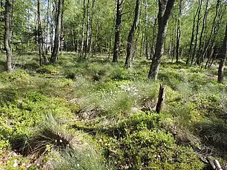 Dophei-berkenbroek met eenarig wollegras