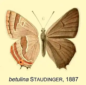 Thecla betulina