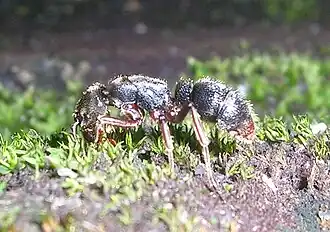 Pachycondyla rufipes