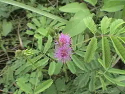 Mimosa diplotricha