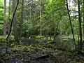 Sparrenbroekbos in N.P. Białowieża.