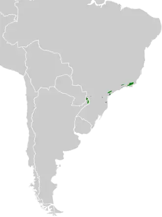 Witbaardmierklauwier