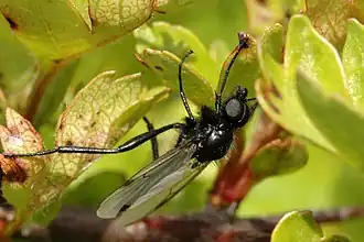 Late zwartpootrouwvlieg