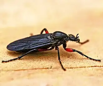 Bibio femoratus