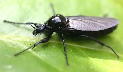 Rouwvliegen (Bibionidae)