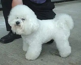Bichon frisé