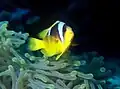 Tweebandanemoonvis (Amphiprion bicinctus)