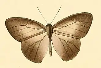 Mycalesis dorothea