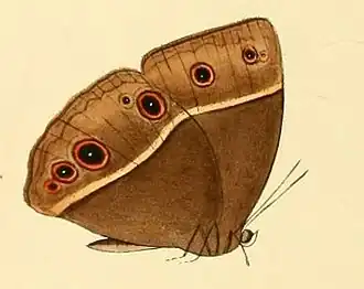 Mycalesis medontias