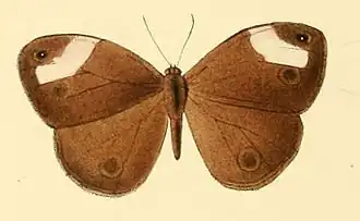 Mycalesis sciathis