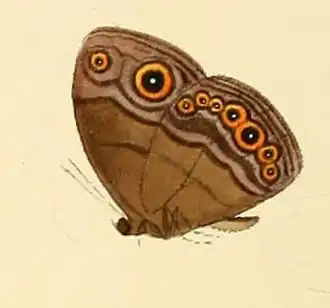 Mycalesis technatis