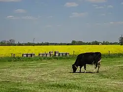 Bijenkorven en koe bij een koolzaadveld