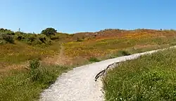 Pettemerduinen bij de camping