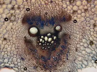 Vaatbundel bij courgette (tweezaadlobbig)