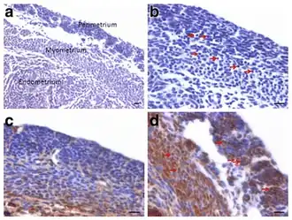 Muis. a: myometrium en perimetrium rondom het binnenste endometrium. b: Bij hogere vergroting bestaat het myometrium uit zowel ronde cellen (pijl) als dun verspreide stromale cellen. Schaalbalk is 20&nbsp;μm.