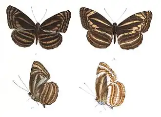 Neptis omeroda