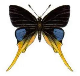 Bindahara phocides