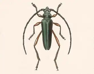 Plinthocoelium xanthogastrum