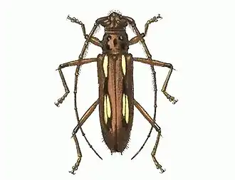 Eburodacrys sticticollis