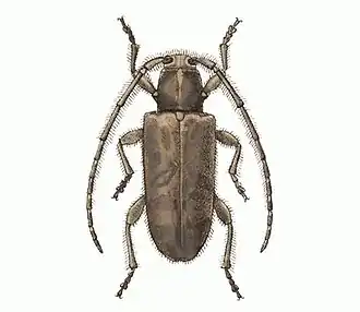 Eupogonius ursulus