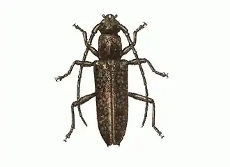 Elaphidion scabricolle