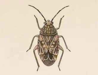 Monalocorisca
