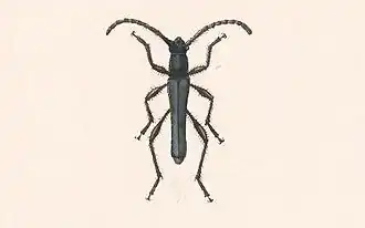 Chrysaethe cyanipennis