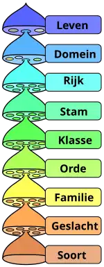 Verschillende niveaus van het wetenschappelijk classificatiesysteem.