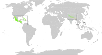 Tropisch of subtropisch naaldwoud