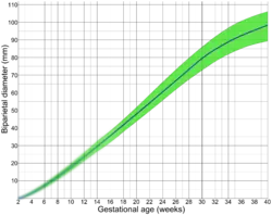 Afleiding van de draagtijd (GA) vanaf de breedte van de schedel (biparietale diameter, BPD)