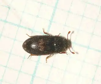 Biphyllus lunatus