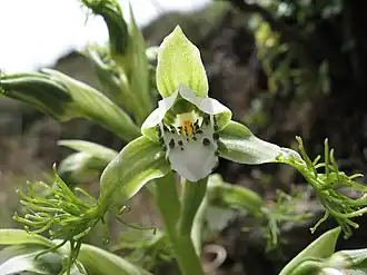 Bipinnula fimbriata