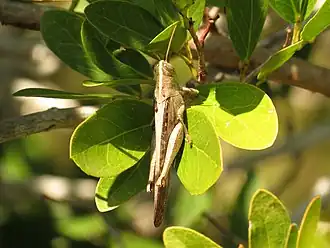 Schistocerca piceifrons