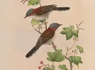 Kastanjehalsmeestimalia