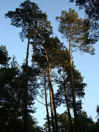 Grove dennen (Pinus sylvestris) in de rododendronvallei