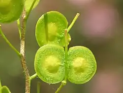 Hauwtje van glad brilkruid