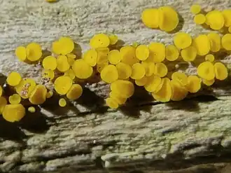 Geel schijfzwammetje