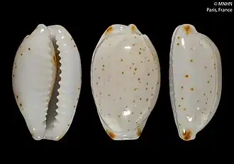 Bistolida nanostraca