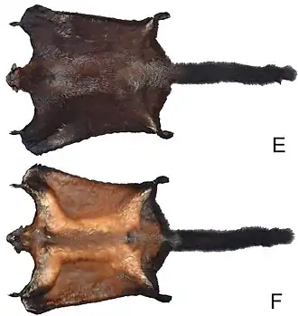 Biswamoyopterus laoensis