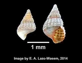 Bittiolum alternatum