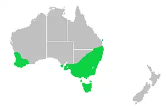 Australische muskuseend