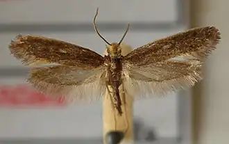 Monopis imella Egaal kijkgaatje