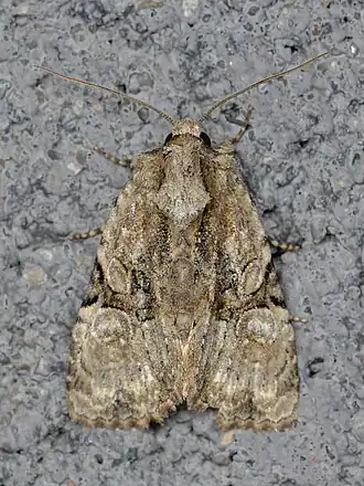Oligia modica