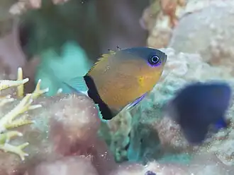 Chromis retrofasciata